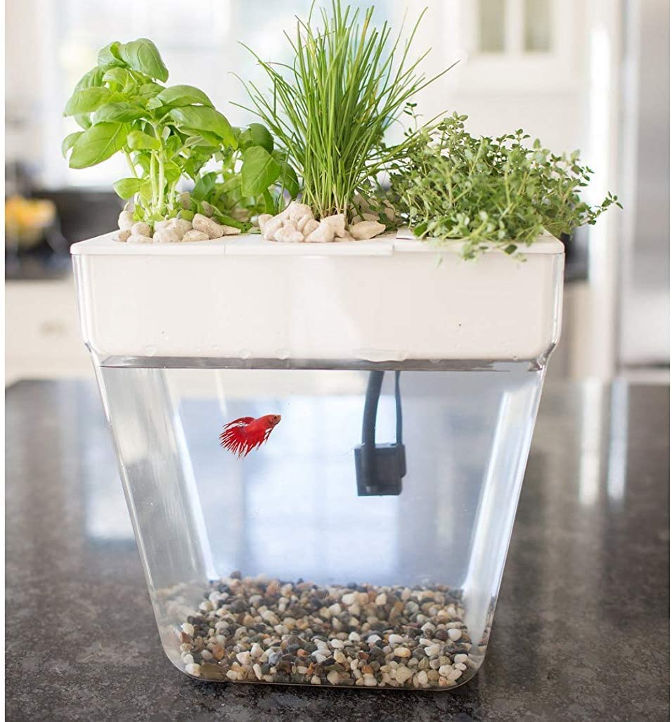 Self cleaning aquaponics outlet fish tank