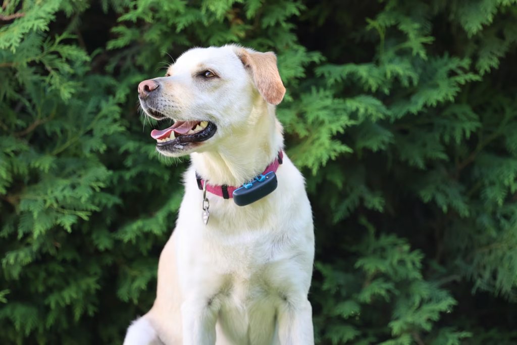 Smart Collars for Dogs
