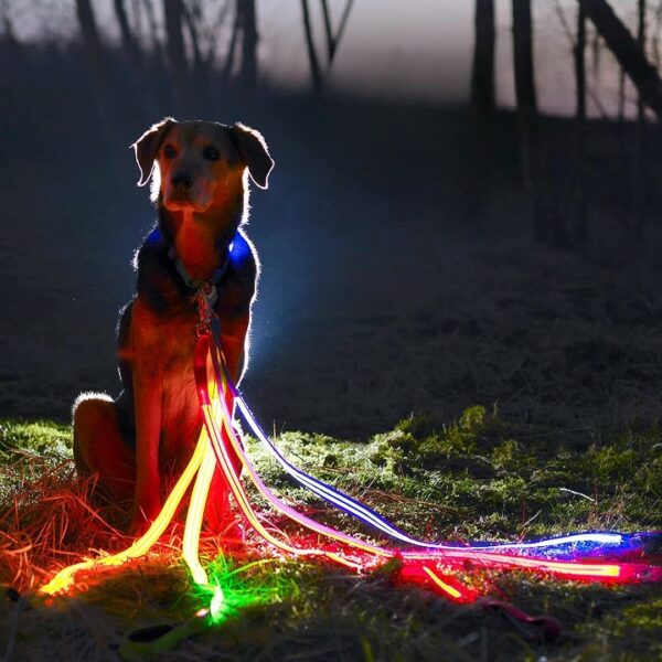 Illumiseen LED Light Up Dog Leash
