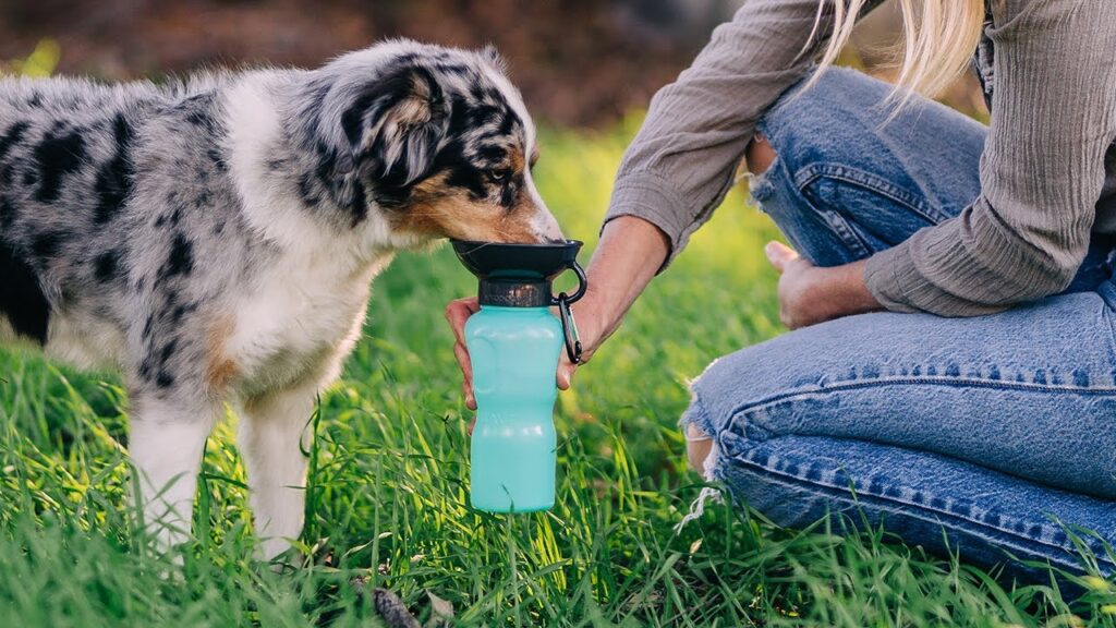 The AutoDogMug: The Ultimate Portable, Leak-Free Dog Water Bottle and Bowl