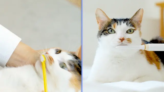 The ForCatCare Purring Electric Toothbrush: Making Dental Care a Breeze for Your Feline Friend